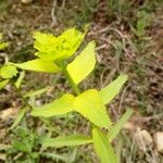 Euphorbia serrataFolha