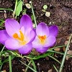 Crocus tommasinianusFlower