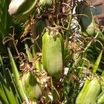 Yucca aloifolia Frucht