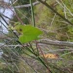 Mikania scandens Leaf