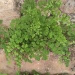 Adiantum capillus-veneris Lehti