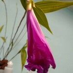 Sobralia macrantha Çiçek