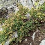 Potentilla nivalis Virág