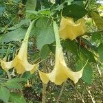 Brugmansia × candida പുഷ്പം