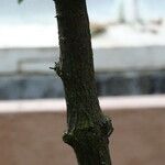 Caesalpinia cacalaco Écorce