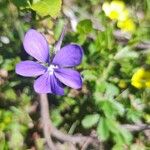 Viola cornuta Flower