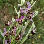 Ophrys scolopax Flors