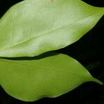 Peltogyne purpurea 葉
