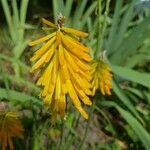 Kniphofia uvariaЦвят