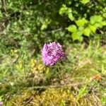 Anacamptis pyramidalisFlor