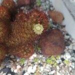 Mammillaria elongataΛουλούδι