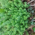 Cruciata pedemontana Folha