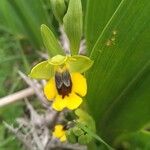 Ophrys luteaFlower