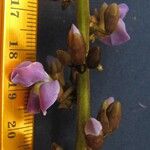 Pachyrhizus erosus Floare