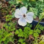 Anemone coronariaFlower