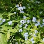 Myosotis sylvatica Flor