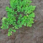 Adiantum raddianum Leaf