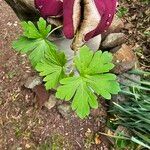 Geranium homeanum Hoja