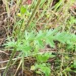Erodium botrys Hoja
