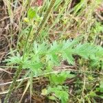 Erodium botrys Лист