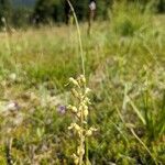 Neottia cordata Vaisius