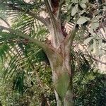 Burretiokentia grandiflora Ŝelo