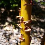 Arctostaphylos columbiana 樹皮