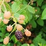 Rubus occidentalis Gyümölcs