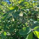 Lonicera caerulea Flower