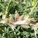 Astragalus trigonus Фрукт