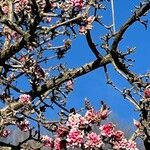 Viburnum farreri StearnFloare