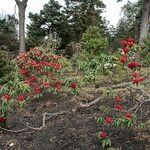 Rhododendron barbatum Hábito