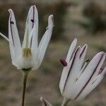 Allium moschatum Blüte