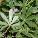 Alchemilla alpigena Blatt