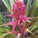 Ananas comosusBlomst