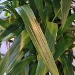 Yucca elephantipes Leaf