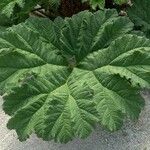 Gunnera tinctoria Blad