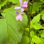 Cardamine chelidonia 花
