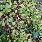 Fuchsia procumbens Plod