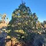 Juniperus monosperma Hábito
