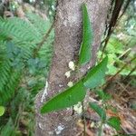 Phyllanthus gneissicus Habitus