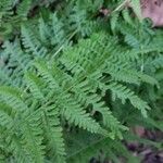 Athyrium filix-feminaLeaf