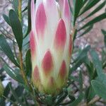 Protea repens Kvet