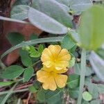 Oxalis frutescens Flower