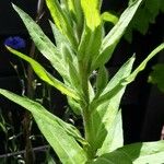 Oenothera villosa Feuille