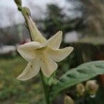 Nicotiana alata Цветок