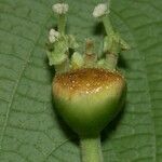 Dalechampia websteri Fruto