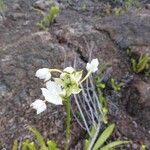 Spathoglottis plicataFlower