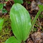 Cypripedium acaule 葉