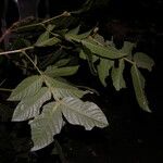 Inga sapindoides Hoja